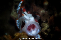 Yawning Frogfish by Penn De Los Santos 